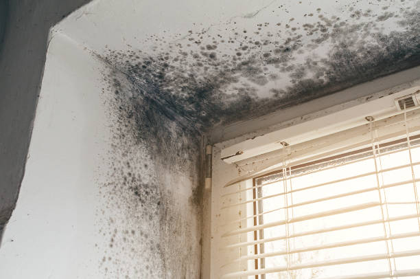 Trusted Basement Mold Remediation service in Fair Lawn, NJ - Cheap Mold Removal
